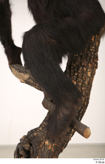 Chimpanzee Bonobo leg 0011.jpg